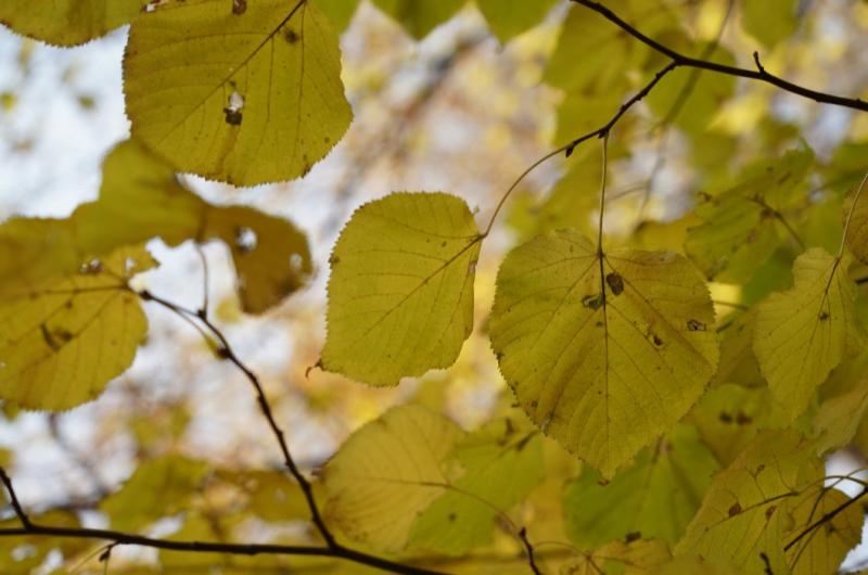В Самарской области 4 ноября будет прохладно и ветрено