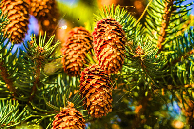 В 2025 году самарские лесоводы заготовят более 7 тонн семян