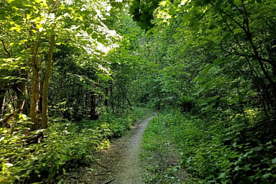 Ушел за ягодами: пенсионер провел несколько дней в лесу 