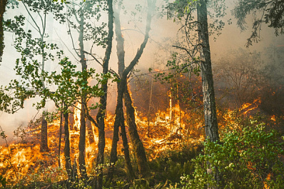 26 мая в Самарской области произошло два лесных пожара