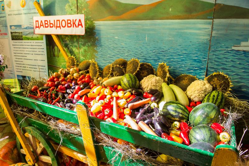 Сельскохозяйственная выставка в Усть-Кинельском пройдет с соблюдением санитарных норм