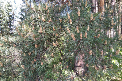 В Самарской области прогнозируют высокую пожароопасность лесов 