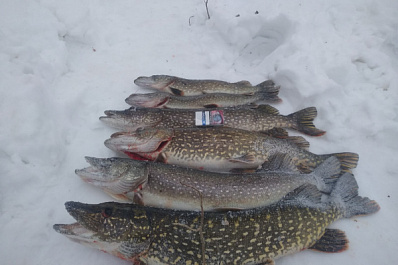 Шесть здоровых щук: в Сызрани рыбак похвастался крупным уловом