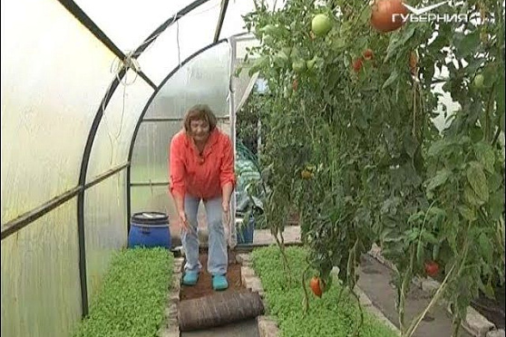 Дачные советы 14.09.2017. Работа в теплице