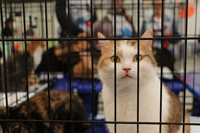 "Друг человека": 64 животных с выставки уехали в семью 