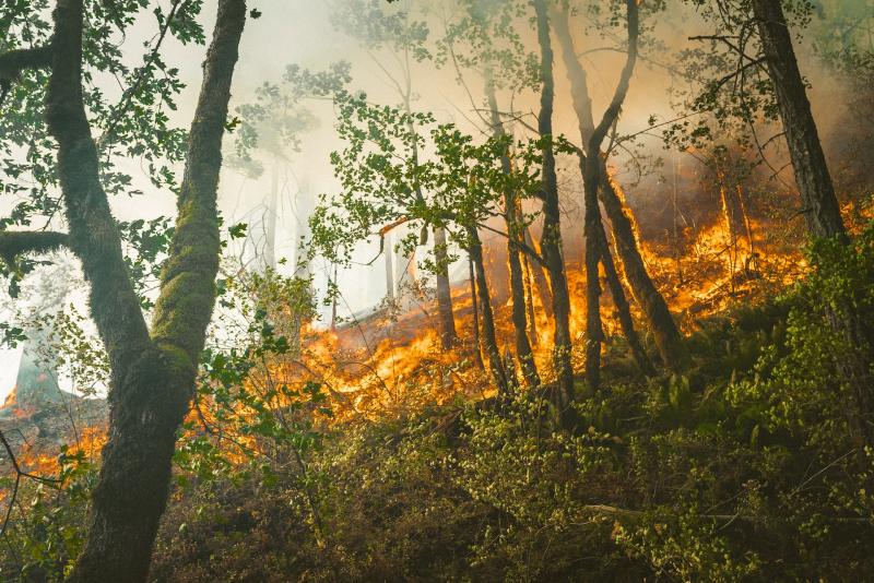В Самарской области продлили режим чрезвычайной пожароопасности лесов до сентября