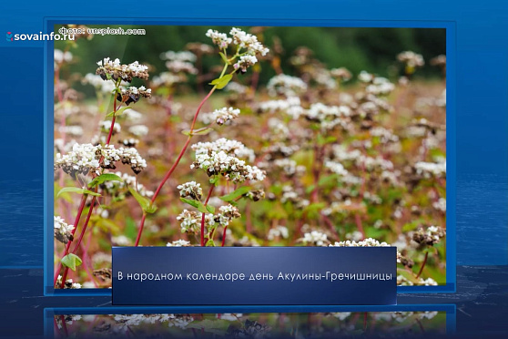 День Акулины Гречишницы. Календарь Губернии от 26 июня