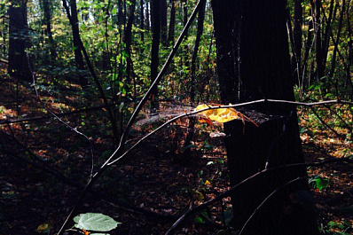 В школе Шигонского района высадили кедры