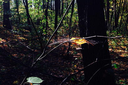 Название статьи