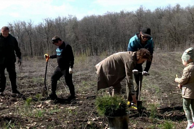 "Подари новый лес": в Самарской области посадили около 2 тыс. саженцев сосны