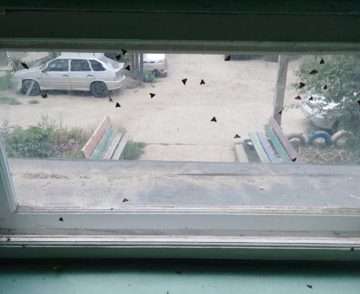 Названы причины нашествия мотыльков на Самарскую область в августе 2021 года