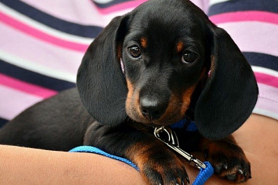 Маленькая такса сводит с ума жителей сызранской многоэтажки