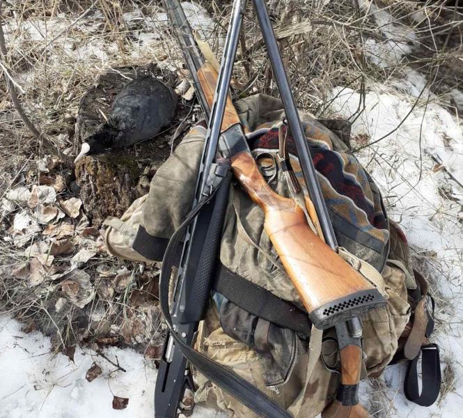  В Самарской области браконьеры застрелили краснокнижных лебедей