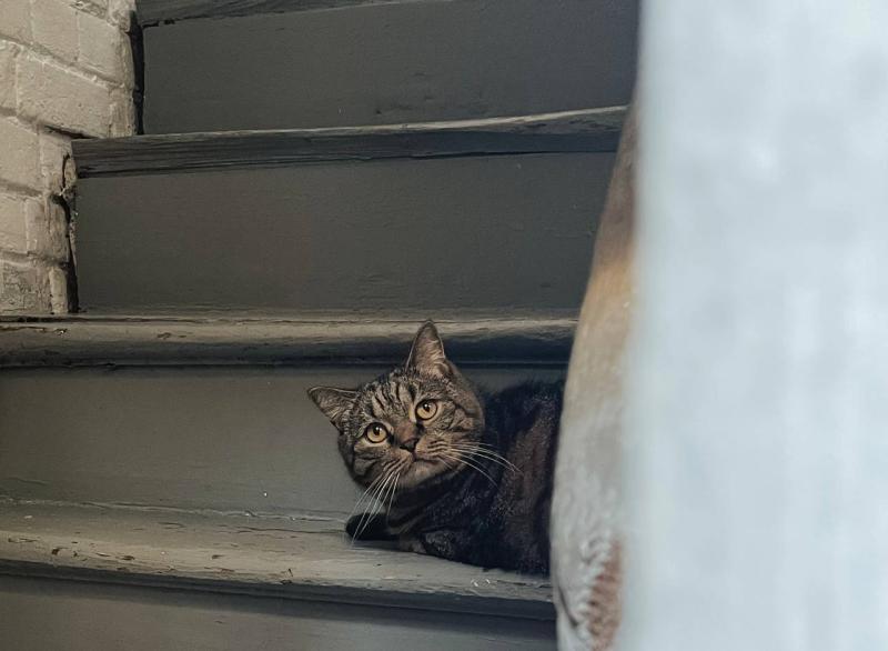 Помогает с ответственным решением: в Госдуме высказались о российских котокафе