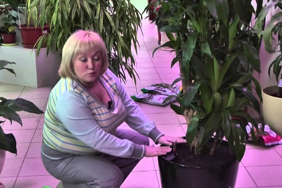 Дачные советы 28.02.2013