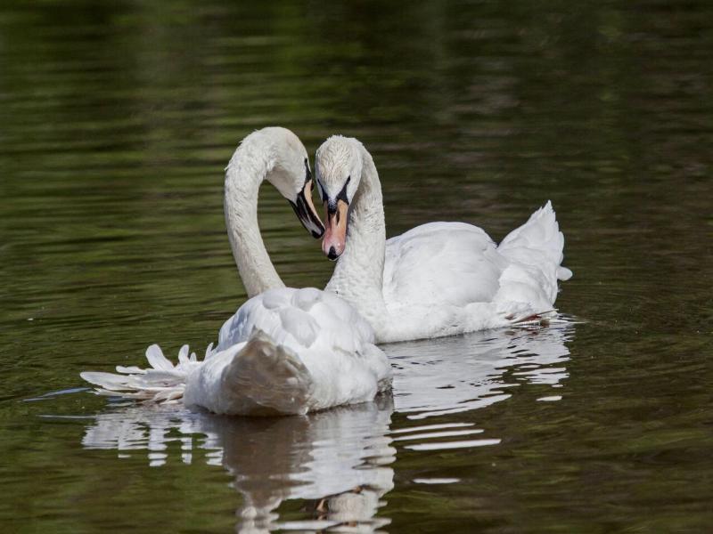Самых заботливых пушистых мам показали в Международный день семьи