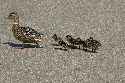 В Самаре на Московском шоссе водители спасли утку с 9 утятами