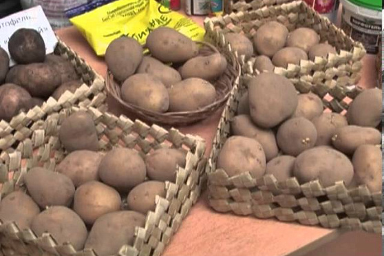 Дачные советы 14.03.2013 