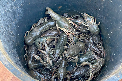 В Самарской области браконьер незаконно ловил раков из-за финансовых проблем