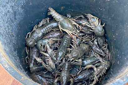 Название статьи