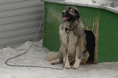 Волонтеры Самарского политеха привезли в приют для бездомных кошек и собак более 40 кг корма
