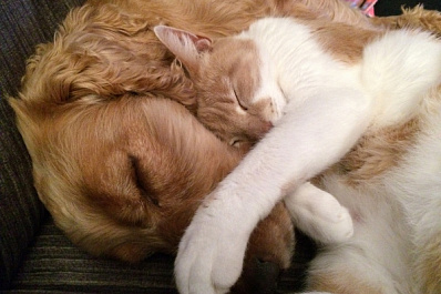 "Ростелеком" выберет лучшие видеоролики и фотографии домашних питомцев 