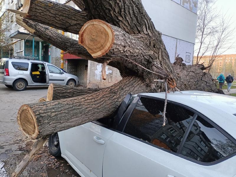 "Вырвало с корнями": в Самаре на Ташкентской дерево придавило иномарку