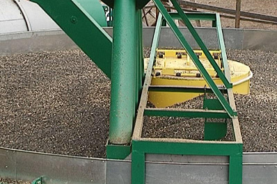 В три раза вырос урожай подсолнечника в Самарской области