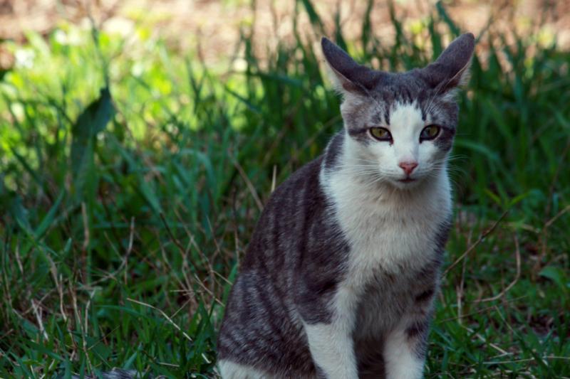 Волонтеры спасли жизнь попавшему под трамвай коту