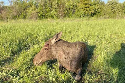 Потерянного в Самаре лося вернули в лес