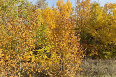 Тольяттинские волонтеры будут лечить городские деревья 