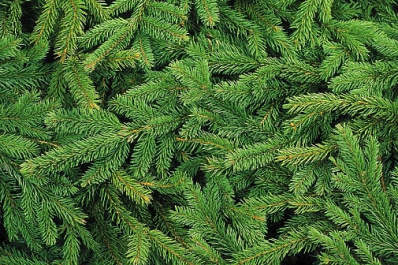 В Сызрани начали продавать елки