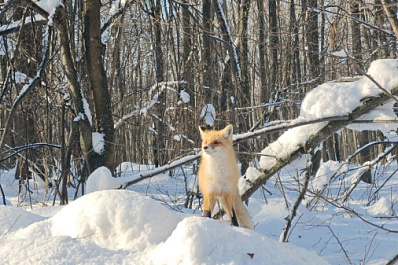 В Тольятти живодеры жестоко убили лису
