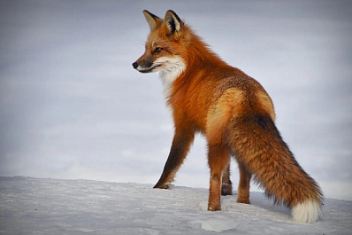 В Самарской области ночью похолодает до -13 °C