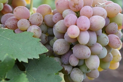 ТРК ГУБЕРНИЯ дарит саженцы винограда