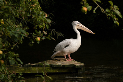 В ПФО расстреляли пеликана охотничьей дробью
