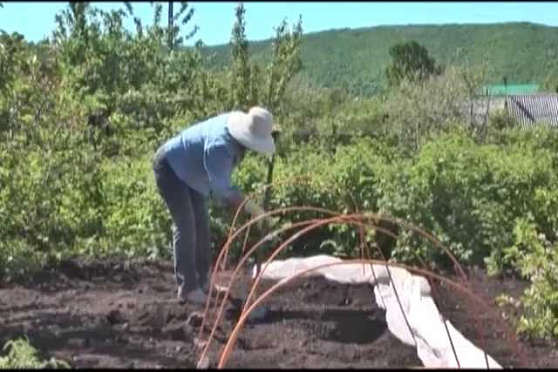 Дачные советы 23.05.2013 