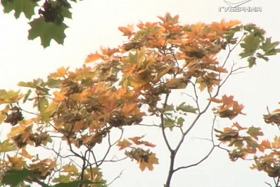Время грибов и листопадов: в Самаре на выходных синоптики обещают теплую погоду