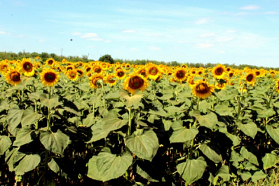Урожай, сети и благоустройство: как в Красноармейском районе решают актуальные вопросы