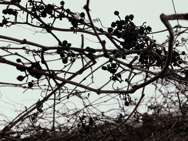 В Волжском районе опилили деревья около домов после вмешательства прокуратуры