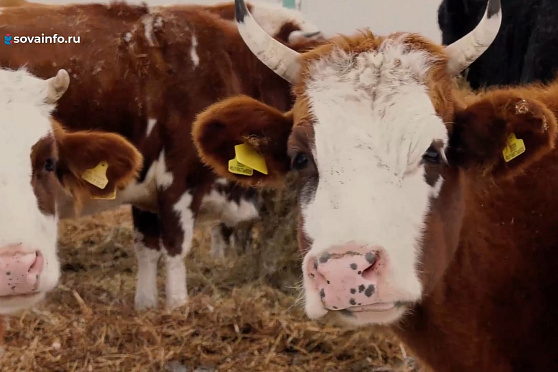 Зачем многодетная семья строит новую ферму. Агрокурьер