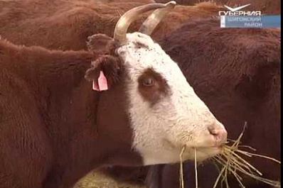 Крупную откормочную площадку открыли в Шигонском районе