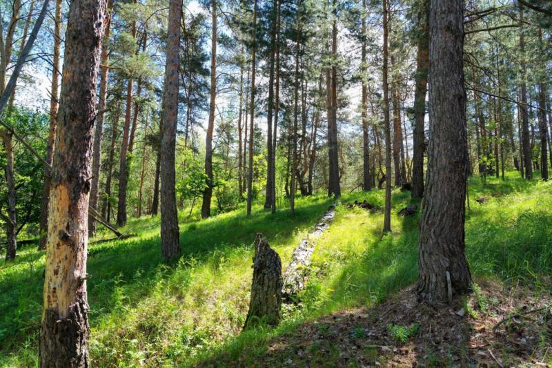 Ученые рассказали, почему медведи трутся о деревья