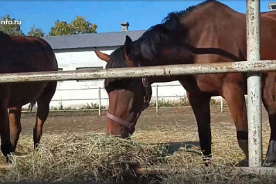 Породистые скакуны: каких лошадей представили на Поволжской агропромышленной выставке