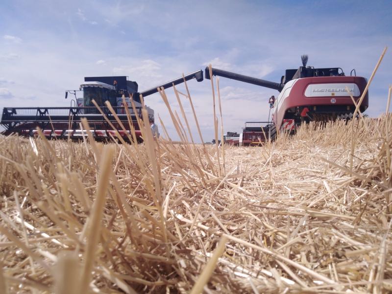 В Самарской области началась массовая уборка озимых