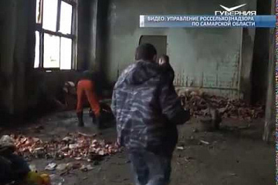 Партию контрафактных грибов обнаружили в Самарской области