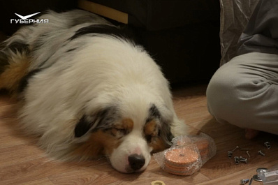 Ветеринар рассказал, как обезопасить собак и кошек от клещей и сезонной аллергии