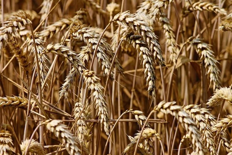 Самарские аграрии начали убирать пшеницу раньше намеченного срока 