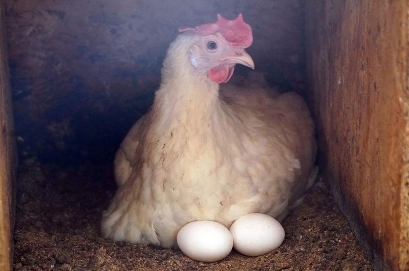 В селе Соковнинка Борского района развивают производство цыплят-бройлеров