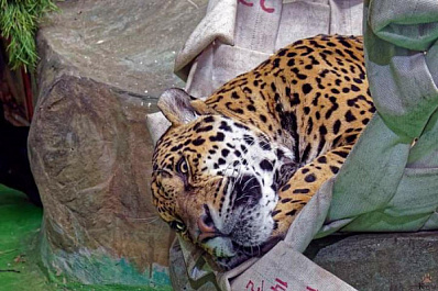 Сотрудники ТЭЦ сплели для ягуаров гамаки из гидрантов